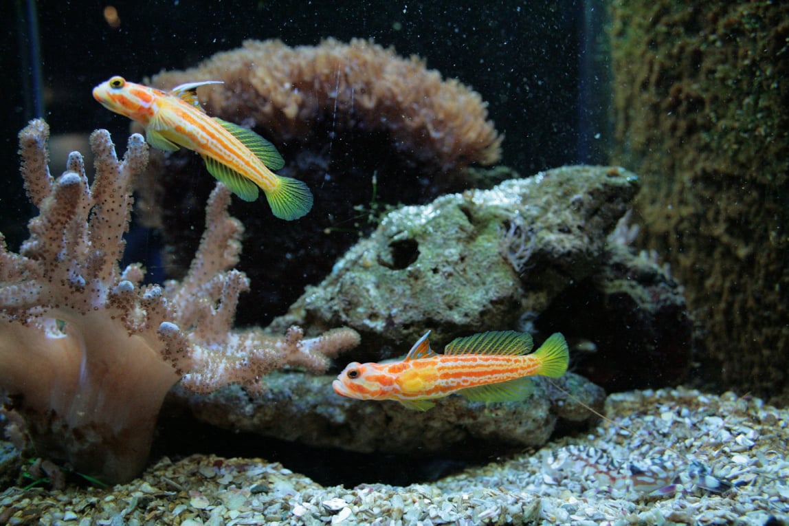 Ciano Aquariums