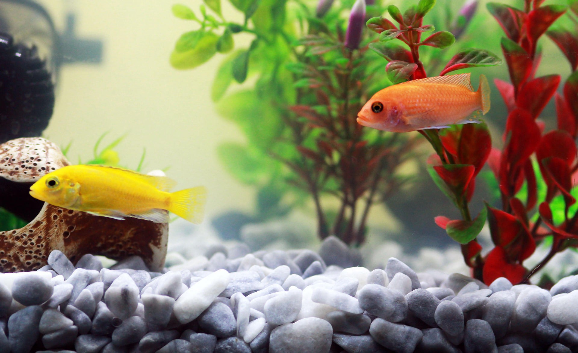 aquariums for hire
